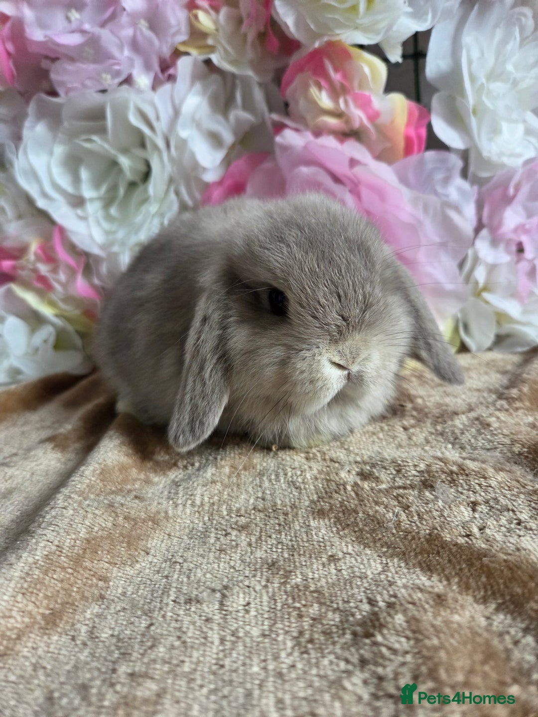 Mini Lop rabbits for sale: 💖💙Friendly & adorable Pure bred mini lop babies  - Image 10