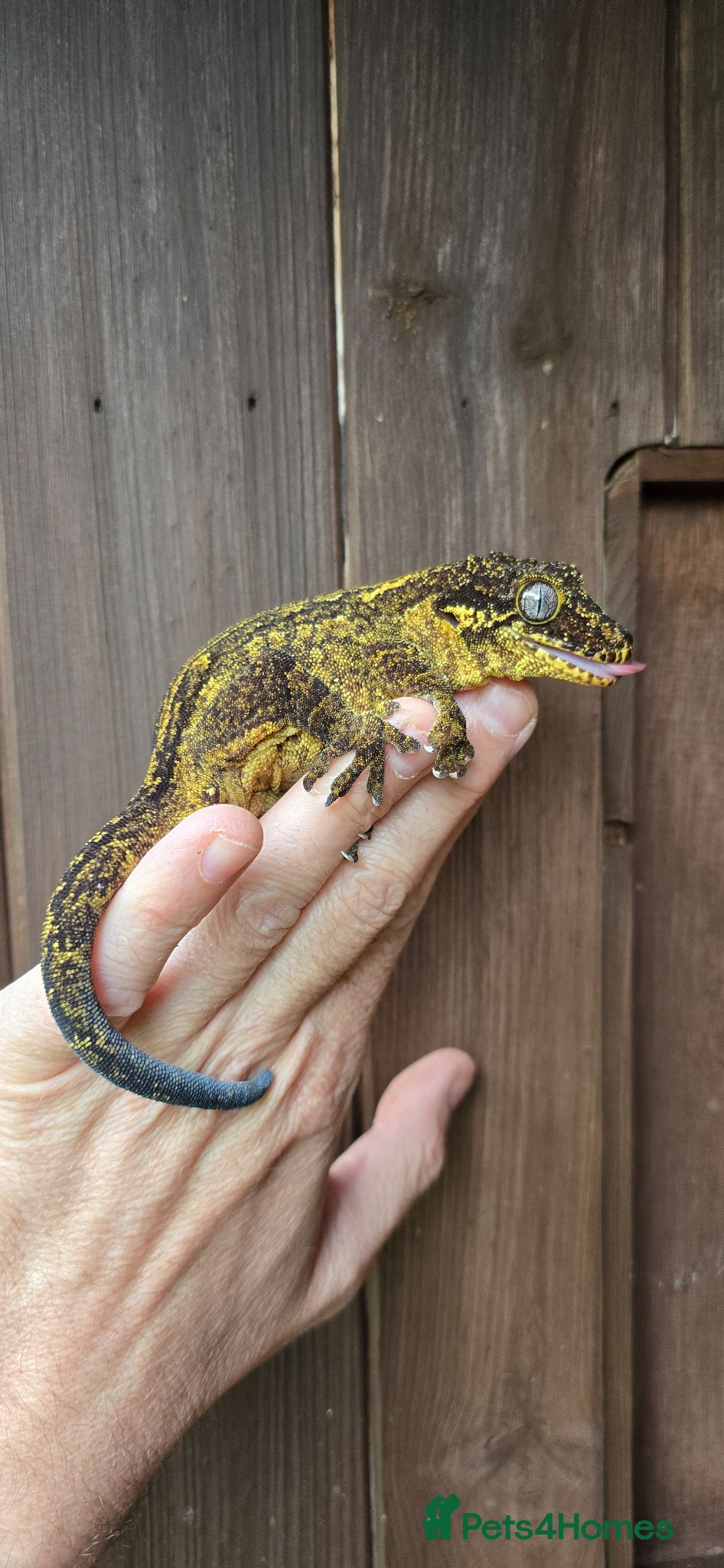 Gecko reptiles Yellow female Gargoyle gecko  - Advert 14
