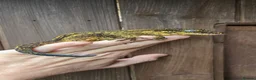 Gecko reptiles for sale: Yellow female Gargoyle gecko  - Advert 1