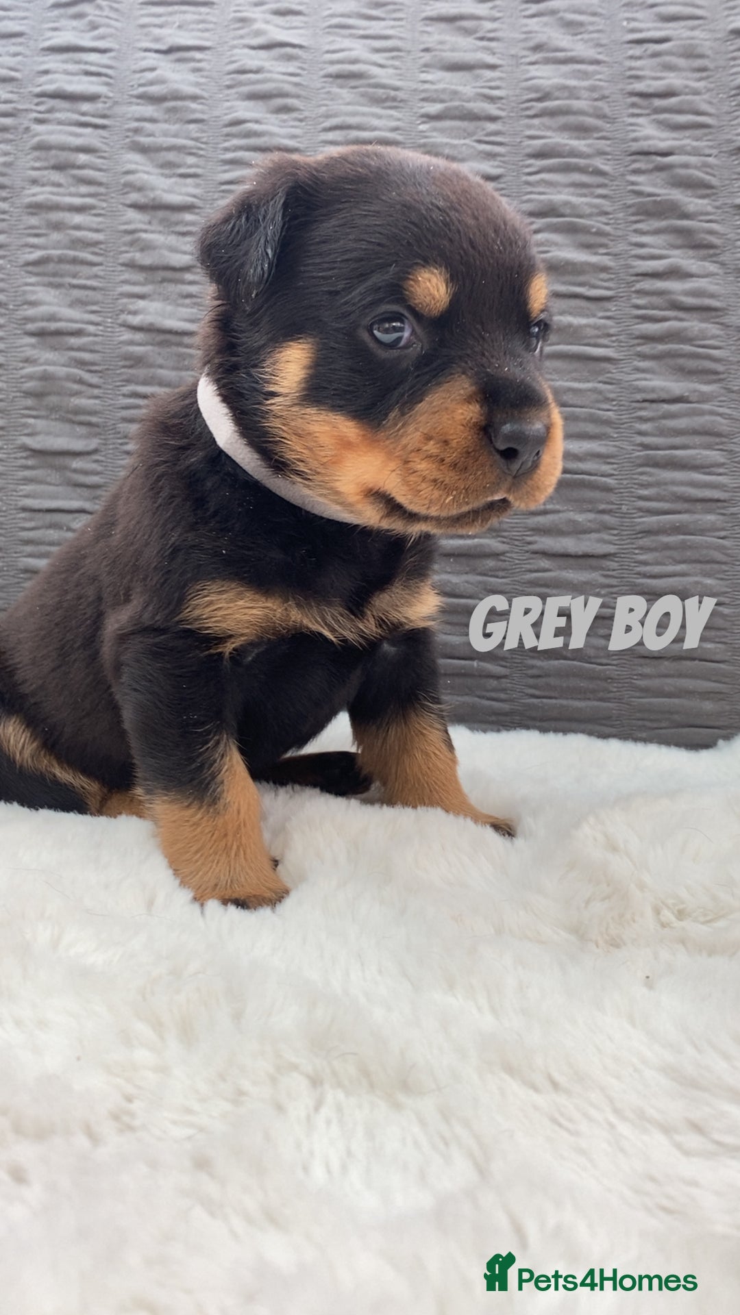 Rottweiler dogs for sale: Beautiful KC Rottweiler puppies - Image 27
