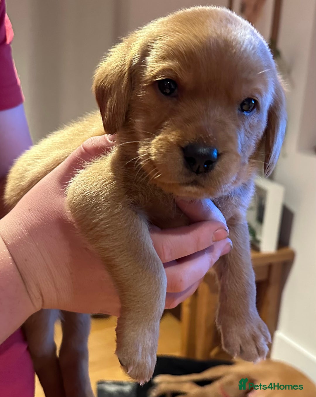 Labrador Retriever dogs for sale: Excellent Labrador puppies for sale - Image 6