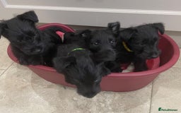 Scottish Terrier dogs for sale: Scottish Terrier puppies - Image 10