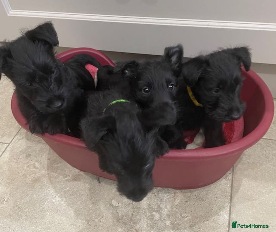 Scottish Terrier dogs for sale: Scottish Terrier puppies - Image 10