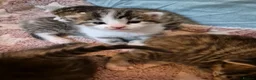 Mixed Breed cats for sale: Stunning Mixed breed kittens for sale! - Advert 4