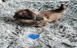 Shih Tzu dogs for sale: Imperial shi tzu babies  - Image 5