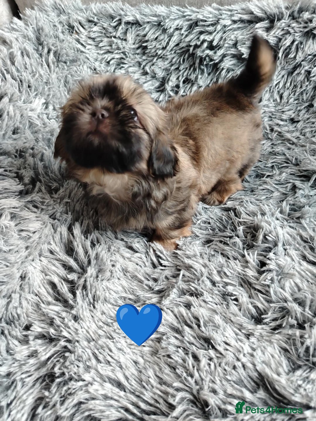 Shih Tzu dogs for sale: Imperial shi tzu babies  - Image 5