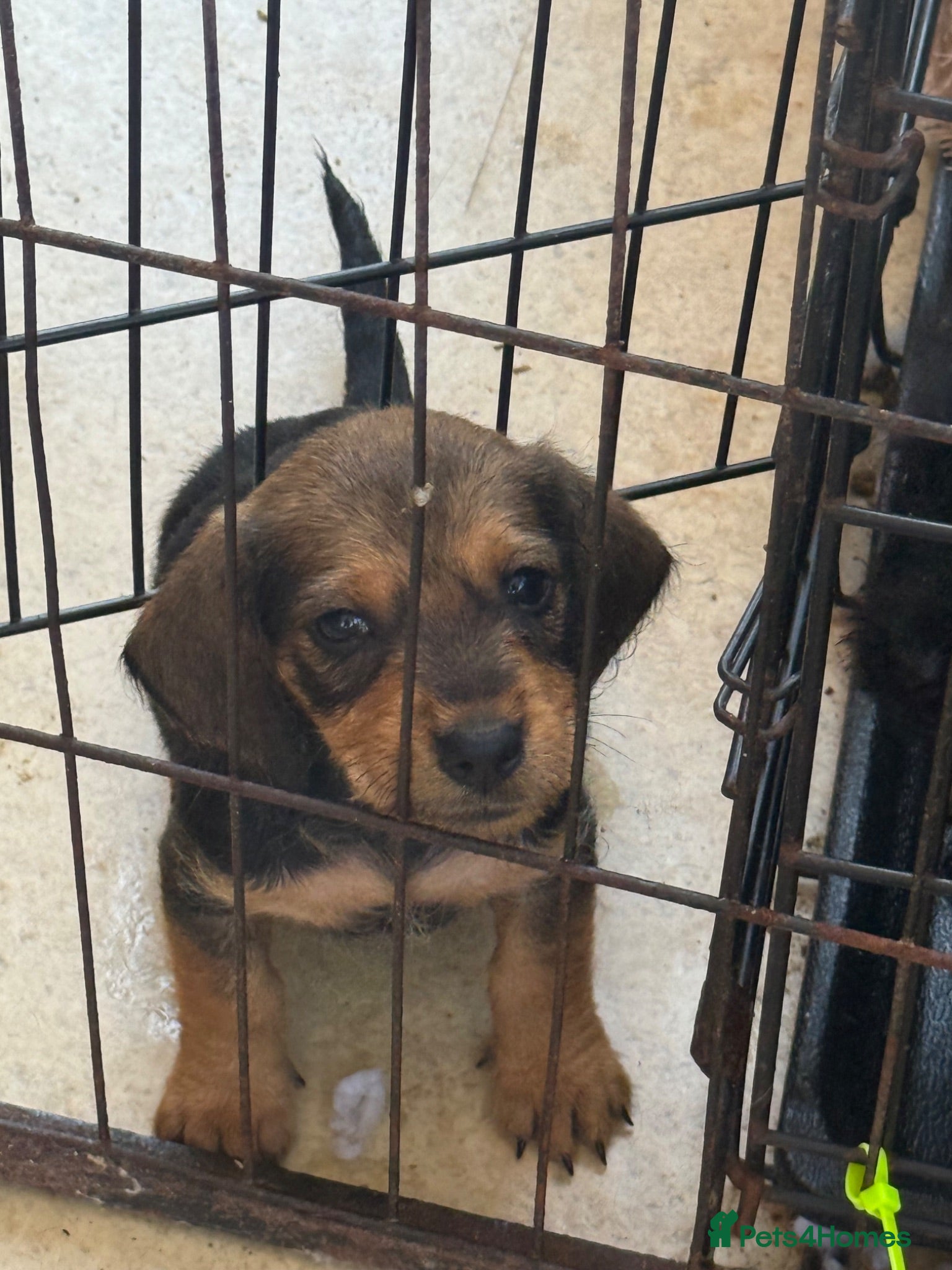 Jackshund dogs Wire haired dashchund x Jack Russell puppies ❤️  - Advert 15