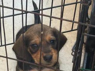Jackshund dogs Wire haired dashchund x Jack Russell puppies ❤️ - Advert 15