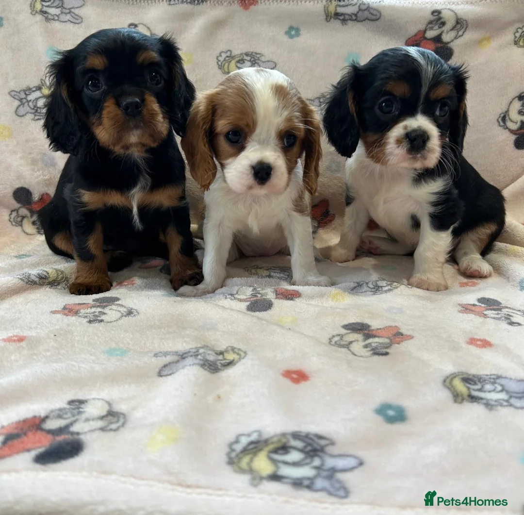 Cavalier King Charles Spaniel dogs for sale: Gorgeous King Charles cavalier puppies  - Advert 4