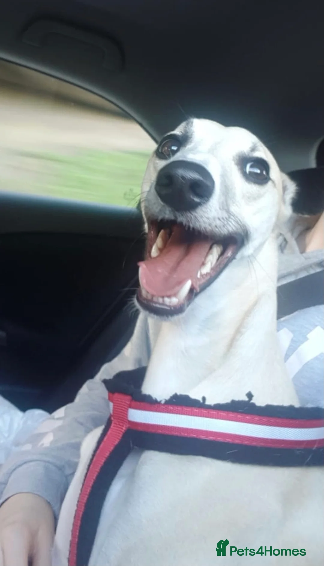 Whippet dogs for stud: KC Reg Heart Tested Gorgeous Fawn Whippet at Stud  in Bristol - Advert 8