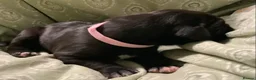 Great Dane dogs for sale: Great Dane puppies for sale - Advert 10