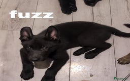 Mixed Breed dogs for sale: Mal X (shepinois) puppies for sale! - Image 3