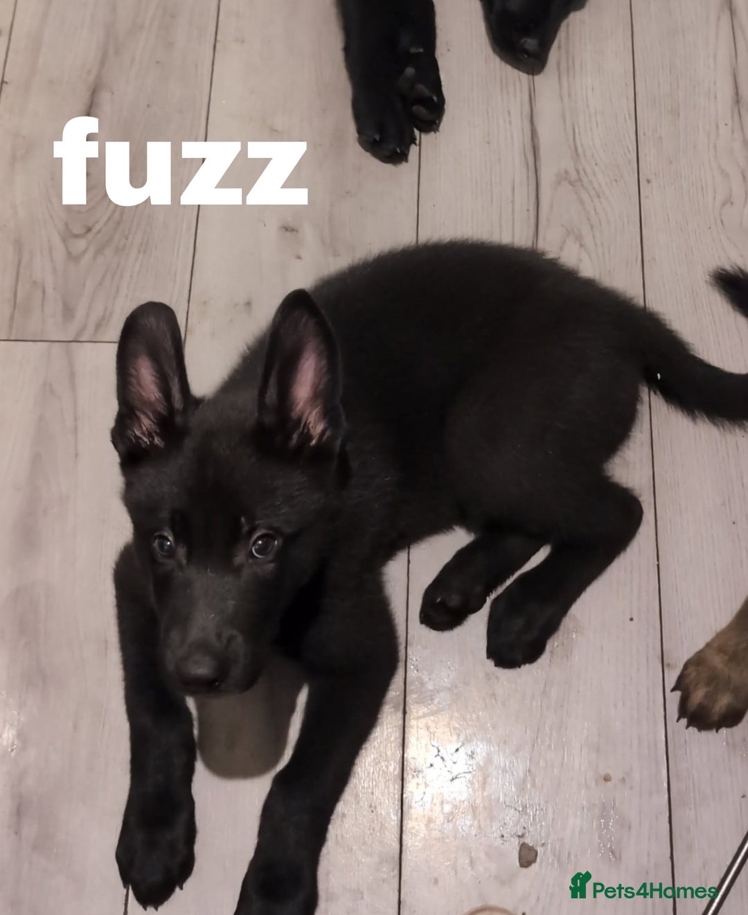 Mixed Breed dogs for sale: Mal X (shepinois) puppies for sale! - Image 3