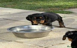 Cocker Spaniel dogs for sale: Cocker spaniels - Image 4