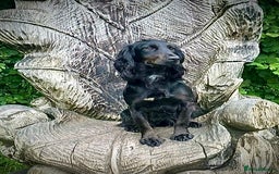Cocker Spaniel dogs for sale: KC Registered Working Cocker Spaniel Puppies  in Shepton Mallet - Image 12