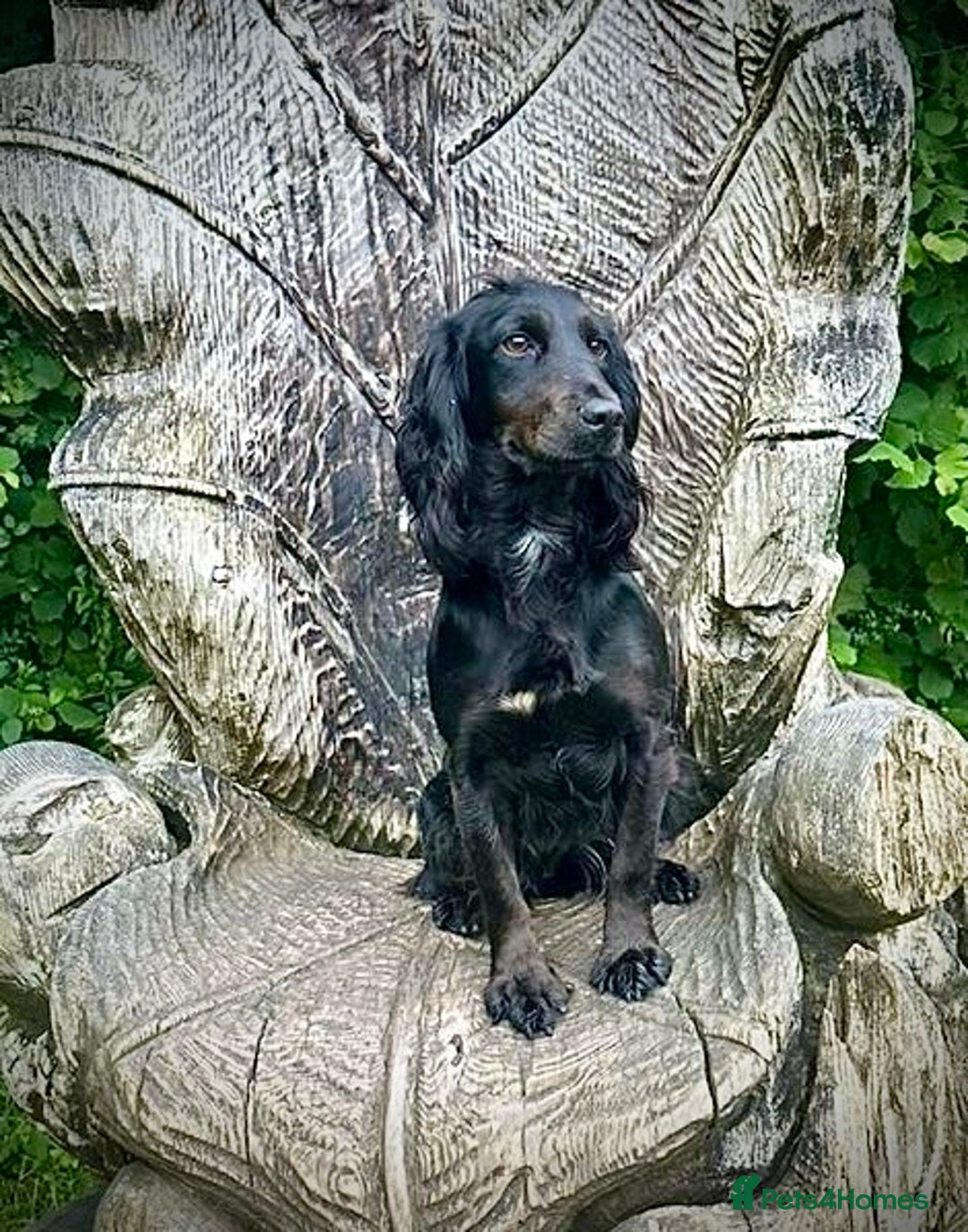 Cocker Spaniel dogs for sale: KC Registered Working Cocker Spaniel Puppies  in Shepton Mallet - Image 12