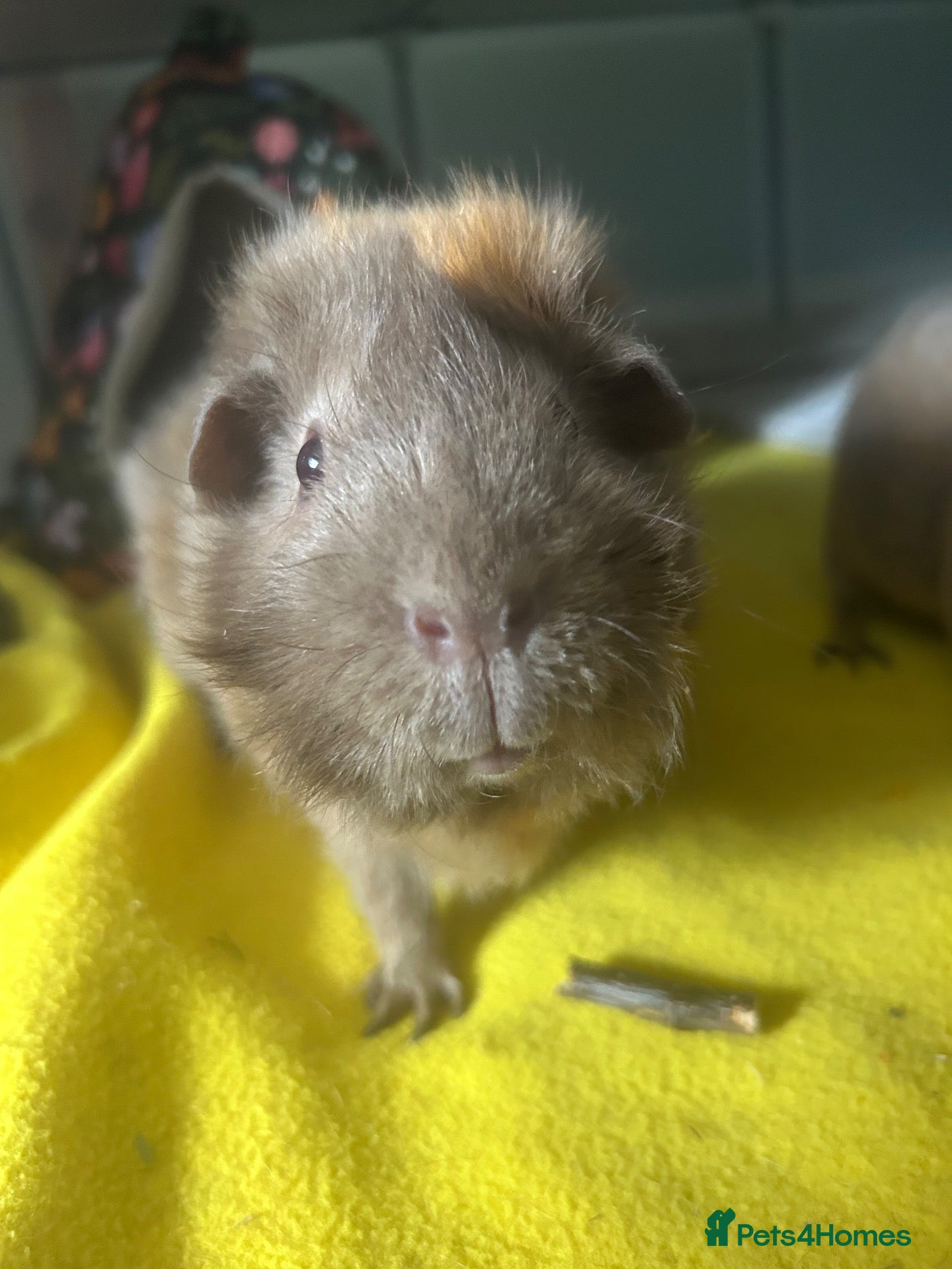 Guinea Pig rodents Neutered male and female - Advert 1