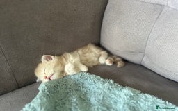Mixed Breed cats for sale: British longhair cross kittens  - Image 15