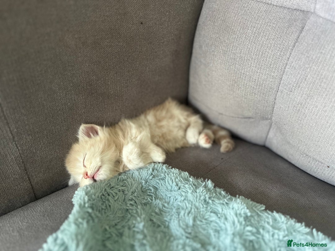 Mixed Breed cats for sale: British longhair cross kittens  - Image 15