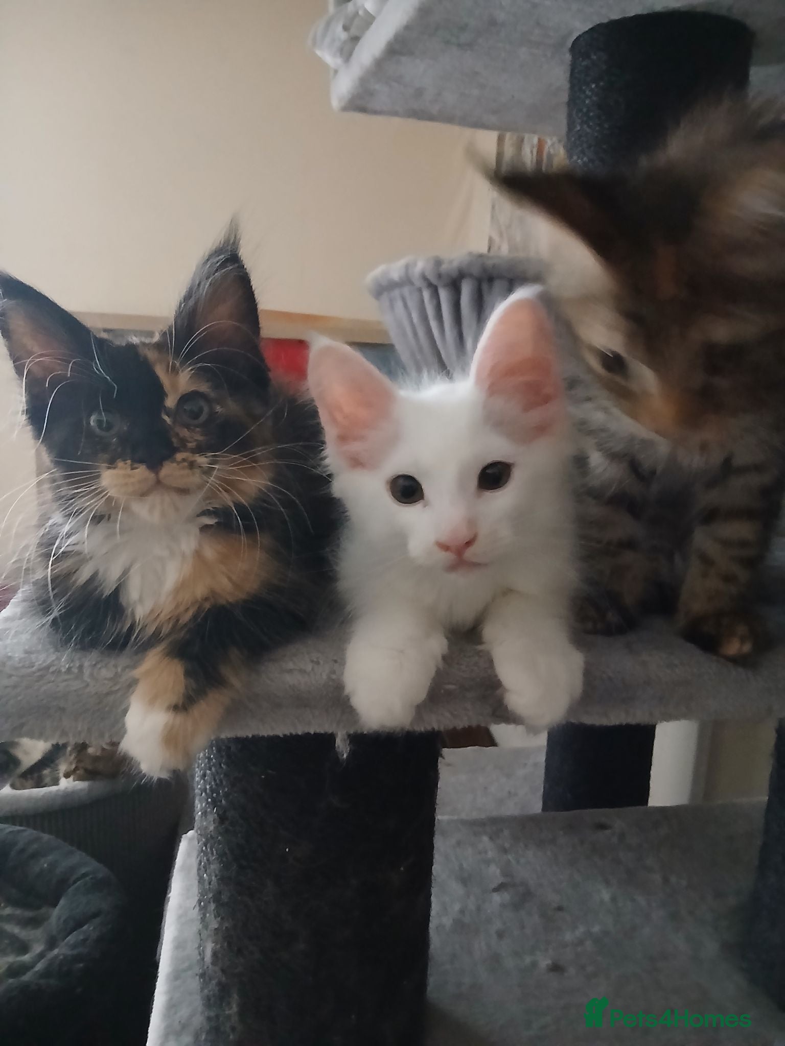 Maine Coon cats Maine Coon Kittens for Sale - Advert 5