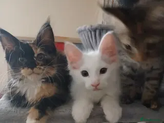 Maine Coon cats Maine Coon Kittens for Sale - Advert 4