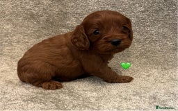 Cavapoo dogs for sale: Fully health tested Cavapoo pups🐶🎅 **   - Advert 6