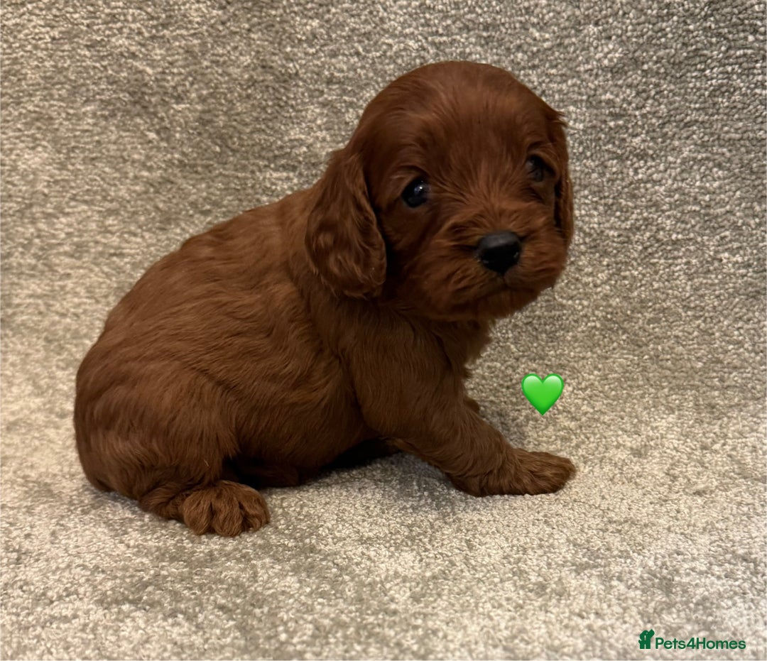 Cavapoo dogs for sale: Fully health tested Cavapoo pups🐶🎅 **   - Advert 6