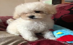 Shihpoo dogs for sale: shihpoo puppies for sale  - Image 22