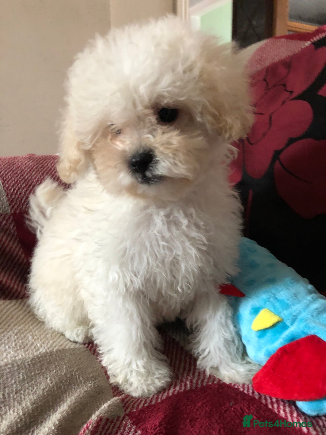 Shihpoo dogs for sale: shihpoo puppies for sale  - Image 22