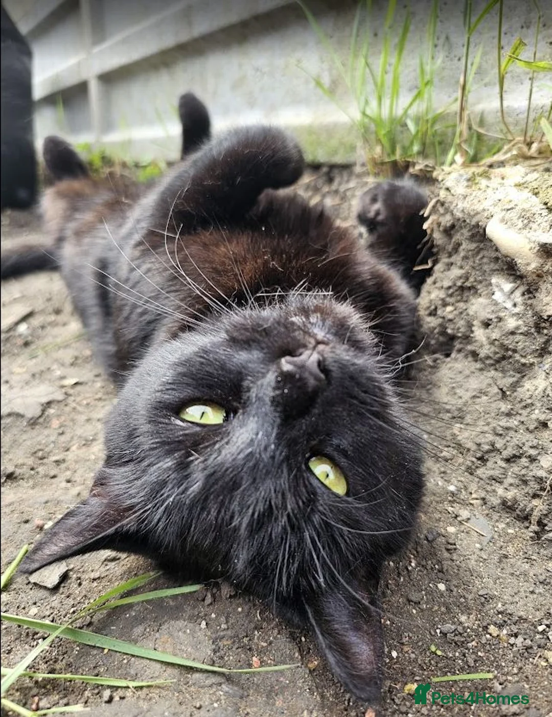 Mixed Breed cats for adoption: Beautiful loving Black Cat in Rochester - Advert 1