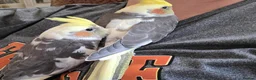 Cockatiels birds for sale: Hand tamed 2 baby cockatiels available  - Advert 14