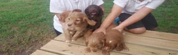 Cocker Spaniel dogs for sale: Health tested cocker spaniel puppies - Advert 5