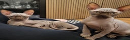 Sphynx cats for sale: Sphynx kittens  - Advert 2