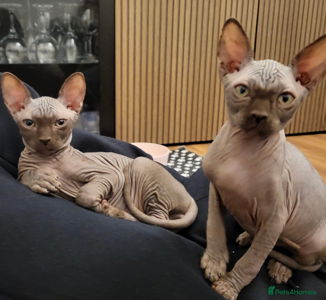 Sphynx cats for sale: Sphynx kittens  - Advert 2