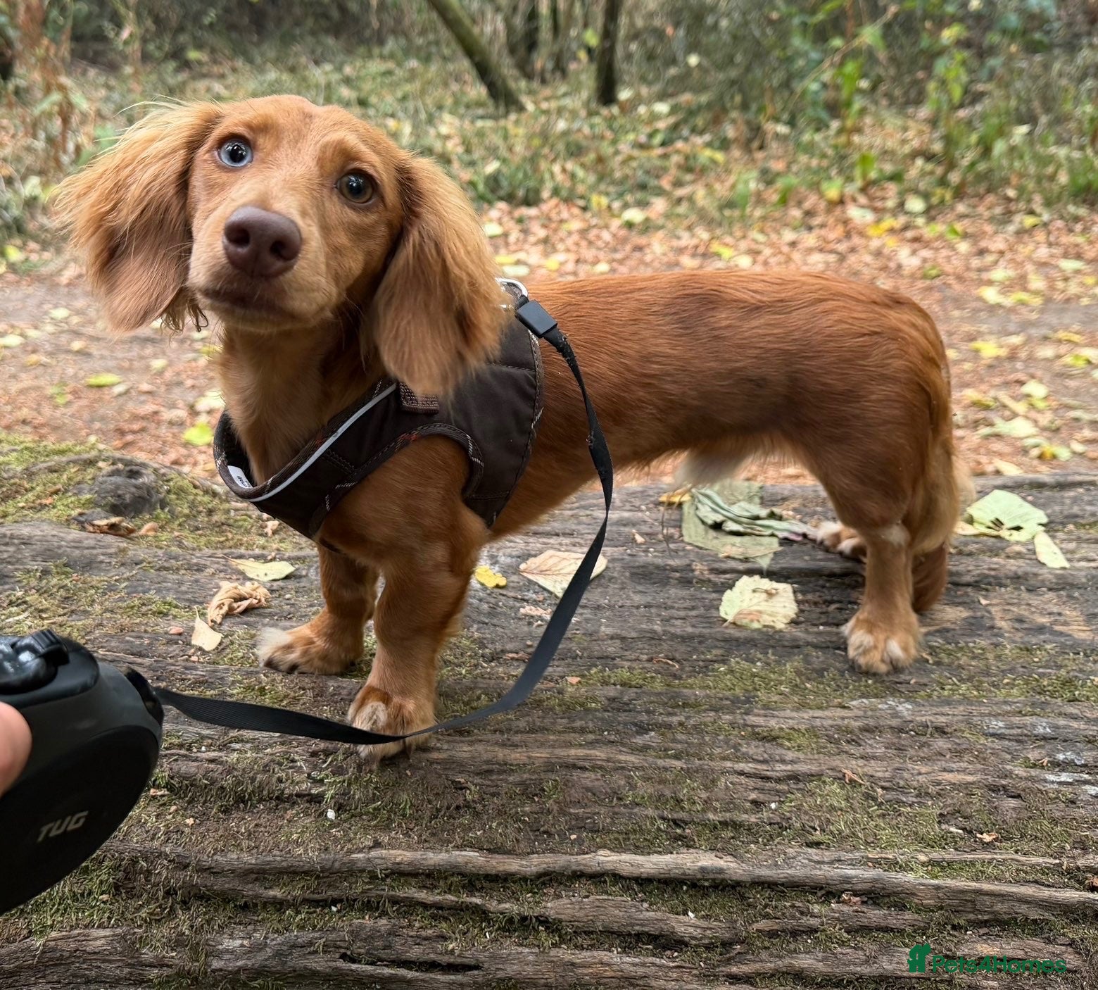 Miniature Dachshund dogs 10 month old male miniature dachshund  - Advert 1