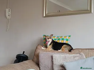 Mixed Breed dogs Selling my beautiful girl poppy - Advert 8