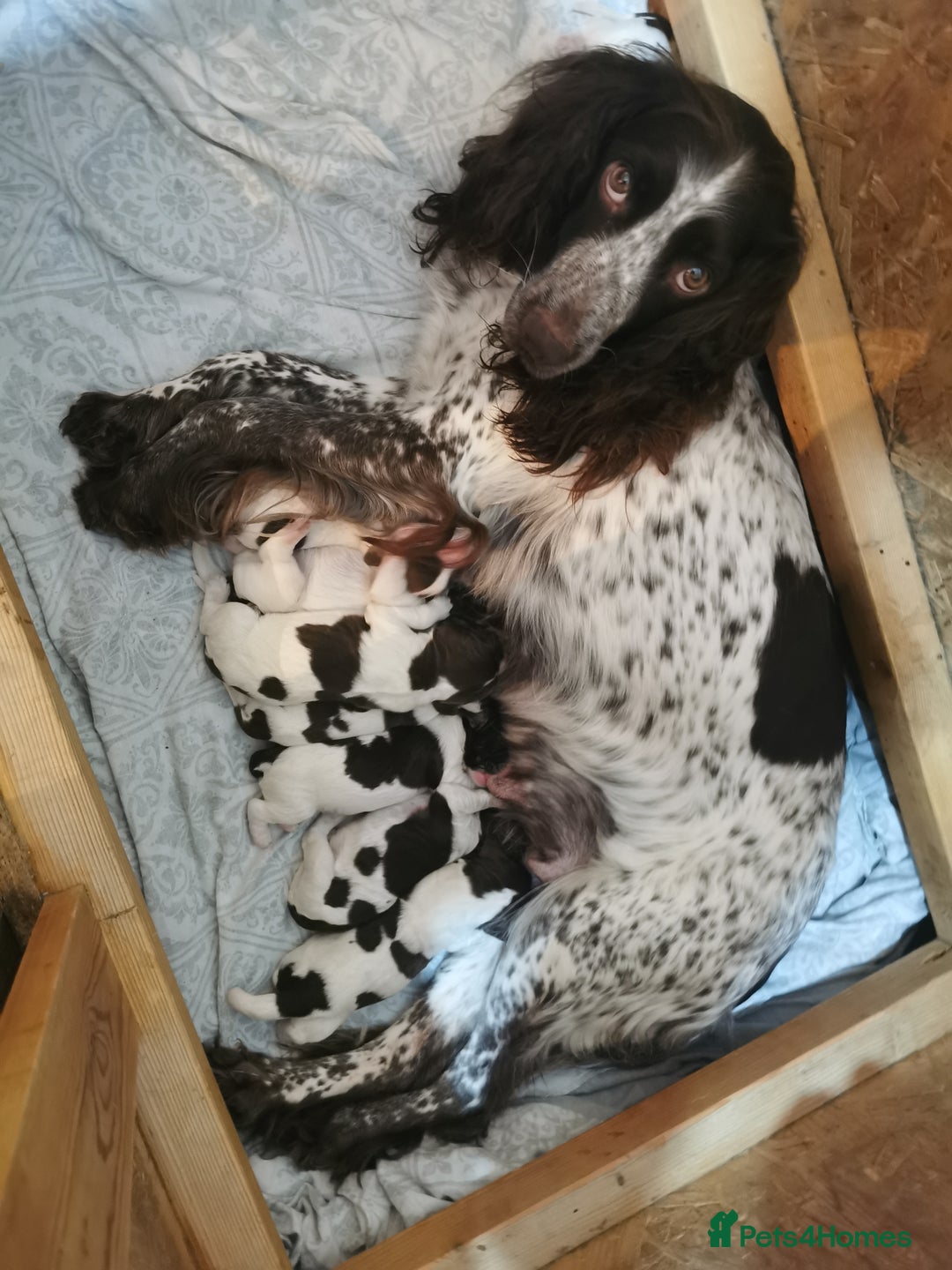 Sprocker dogs for sale: Beautiful sprocker puppies  - Image 5