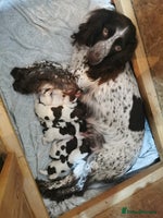 Sprocker dogs - Advert 13