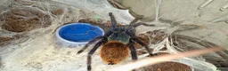 Tarantulas invertebrates for sale: Tarantula Collection  in Sturminster Newton - Advert 3
