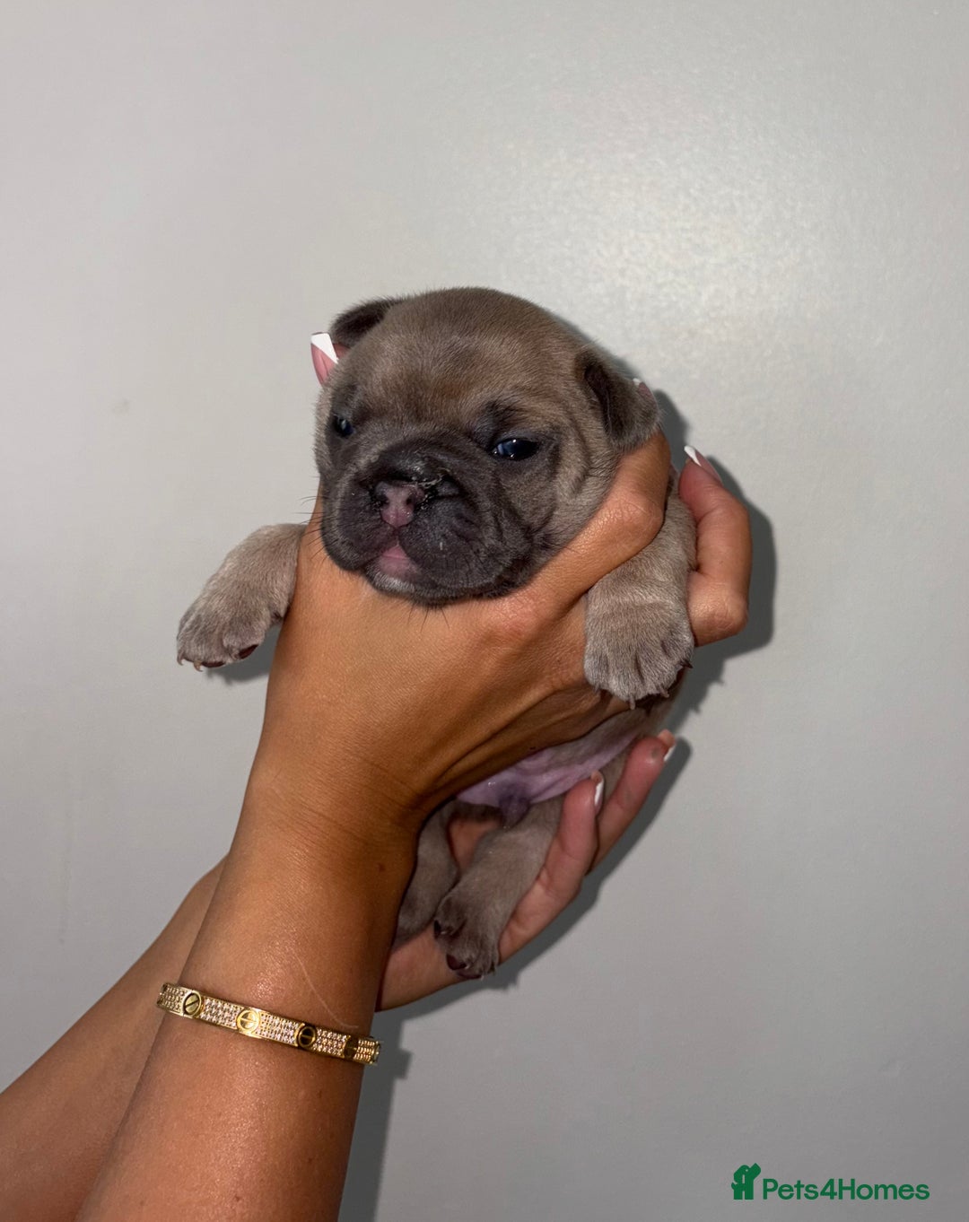 French Bulldog dogs for sale:  French bulldogs  - Advert 7