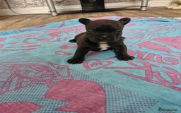 French Bulldog dogs for sale: French puppy's  - Image 3