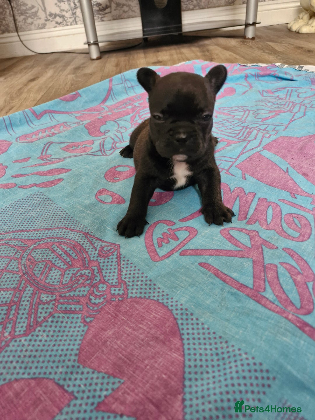 French Bulldog dogs for sale: French puppy's  - Image 3