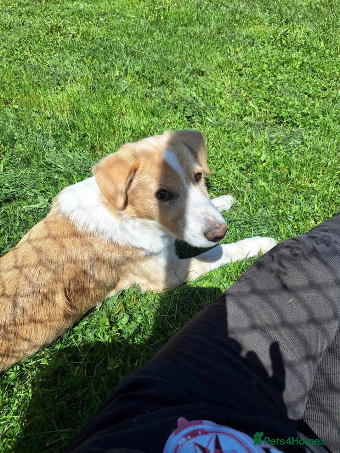 Mixed Breed dogs for adoption: 👑Rex👑 for adoption, coming into DONCASTER - Image 5