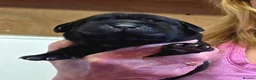 Labrador Retriever dogs for sale: Beautiful Black Labrador Puppies  - Advert 5