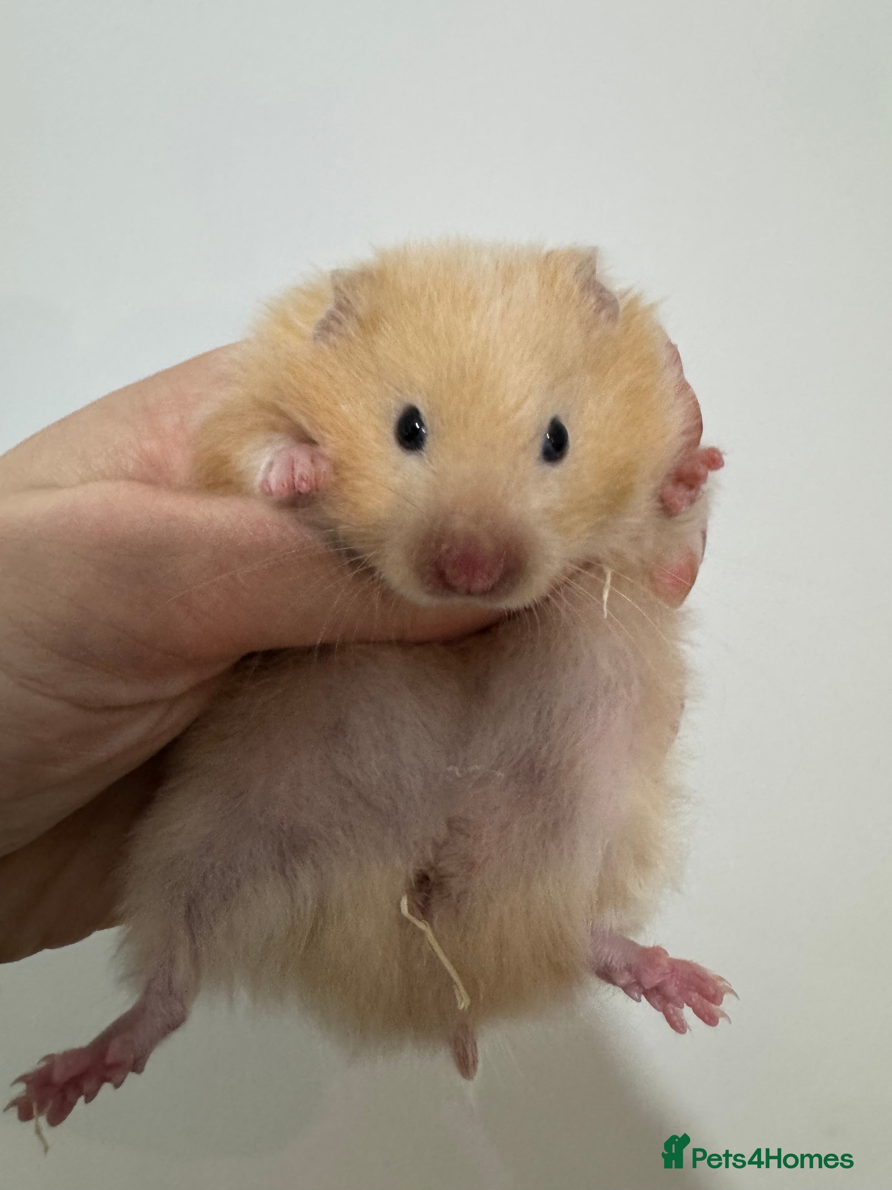 Hamster rodents Baby syrian hamsters females only - Advert 9