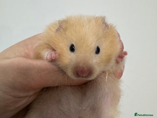 Hamster rodents Baby syrian hamsters females only - Advert 7