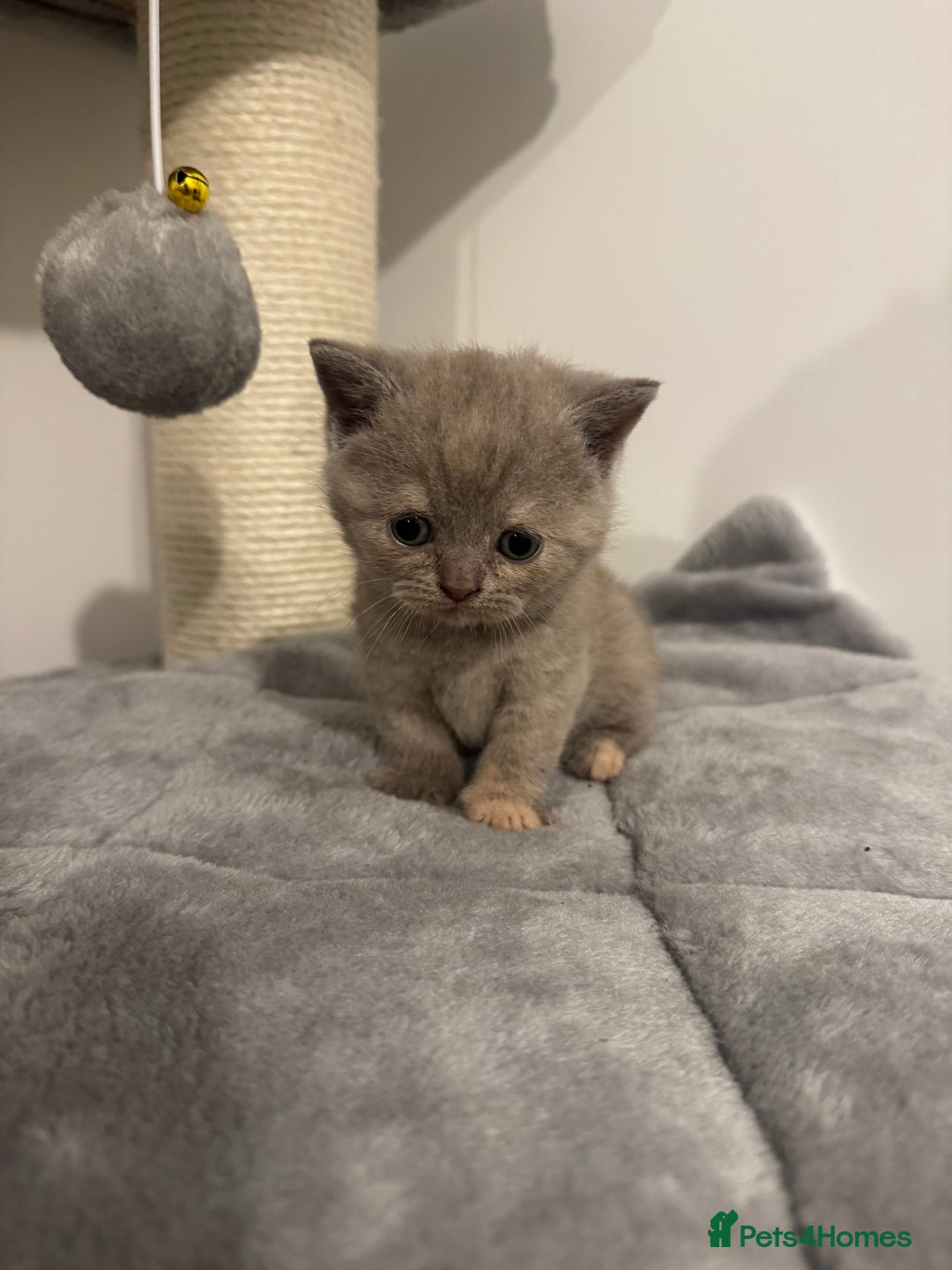 British Shorthair cats for sale: Gccf Champion Sired British Shorthair Kittens  - Image 11