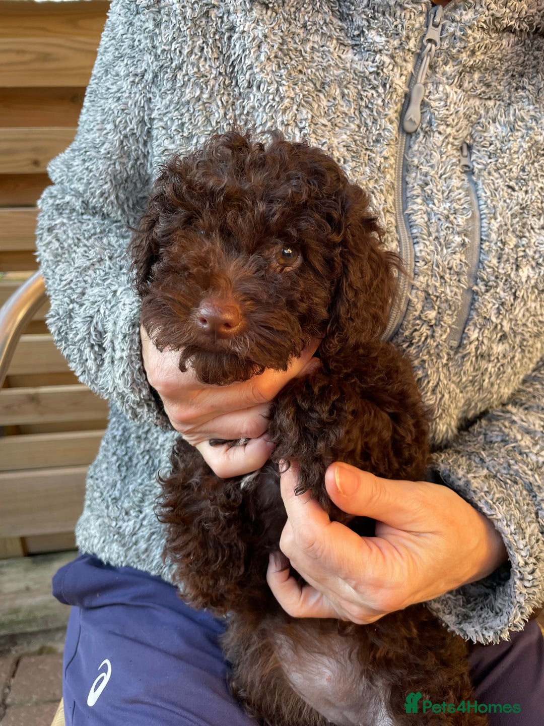 Miniature Poodle dogs for sale: Gorgeous Miniature Poodle puppies  - Advert 14