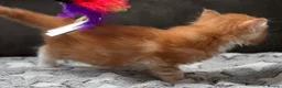 Maine Coon cats for sale: Xl Maine coon kittens health tested parents Tica R - Advert 24