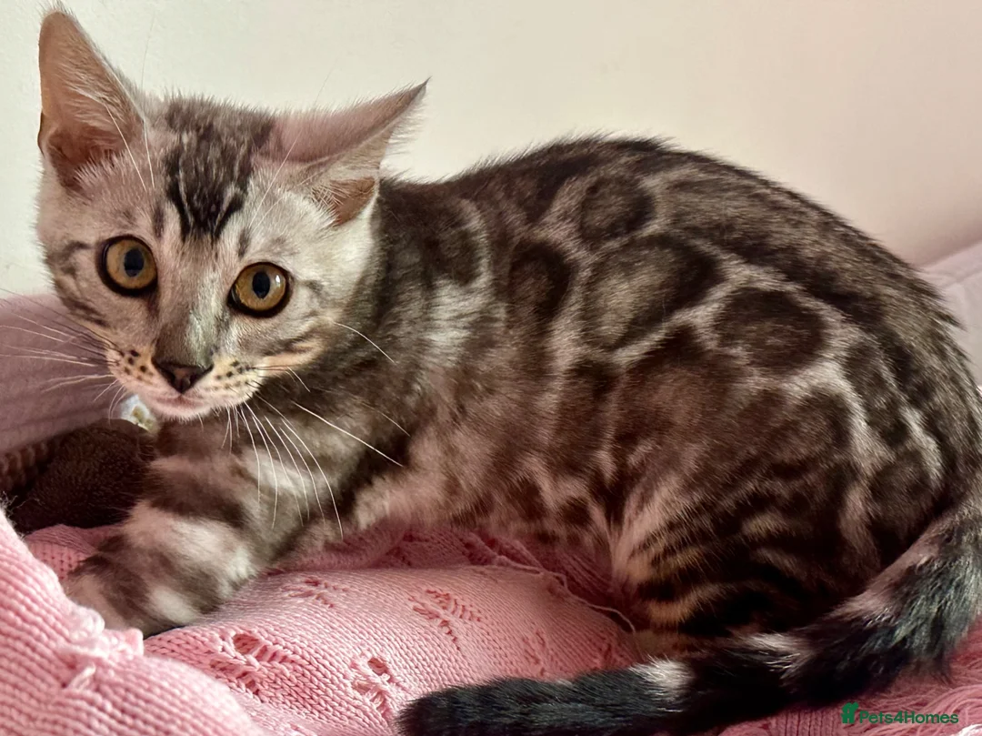 Bengal cats for sale: Exceptional Pure Pedigree Silver Grey TICA Bengal - Advert 1
